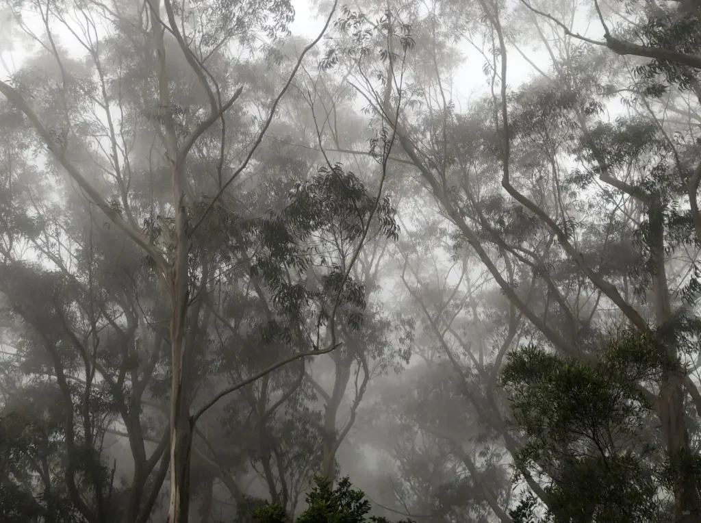 Australian Rainforest Species Under Pressure
