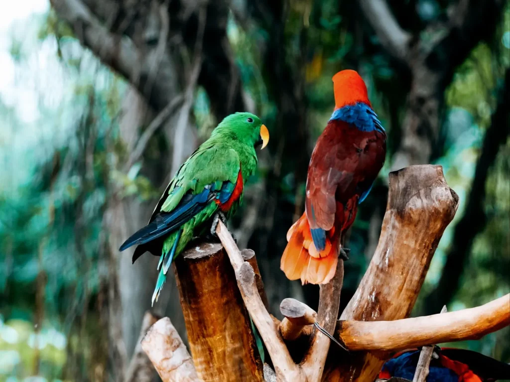 Rainforest Birds of Tropical North Queensland