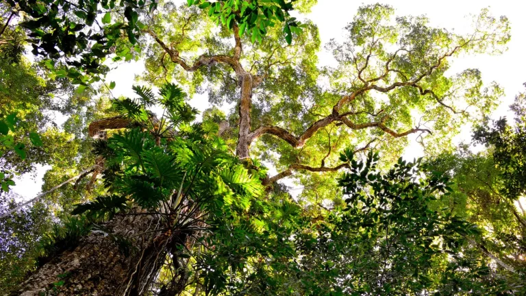 Climate Shifts in Australia's Tropical Rainforests