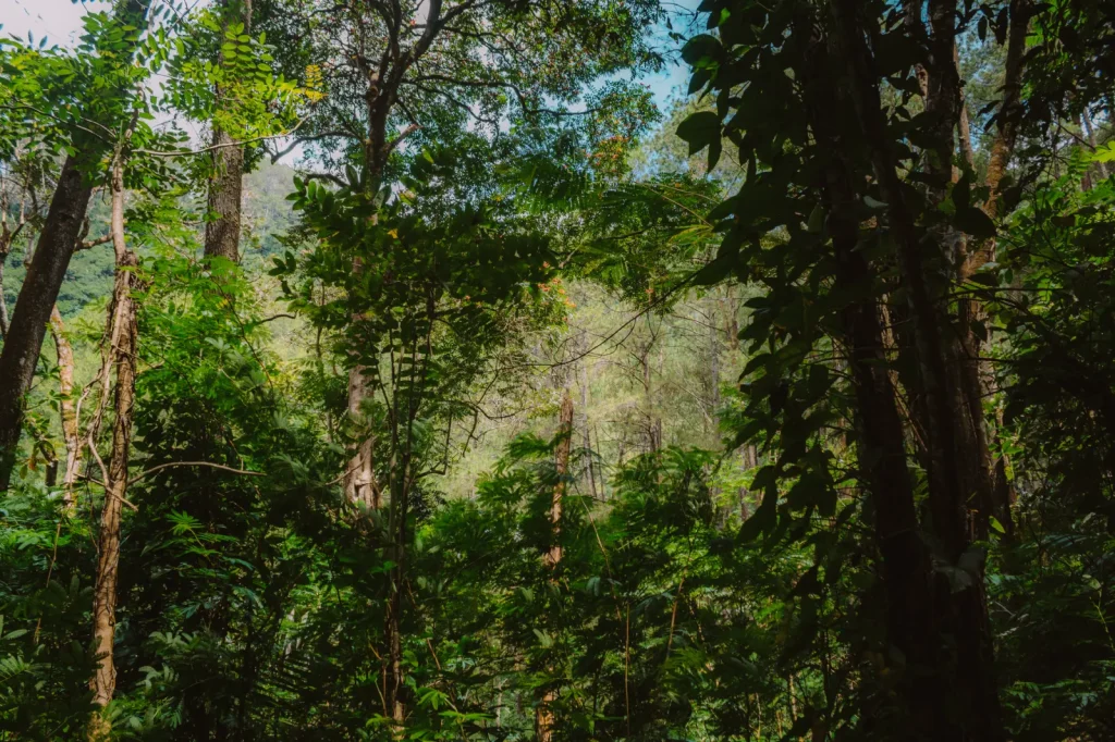 Walking the Daintree Lowlands: What the Forest Actually Demands