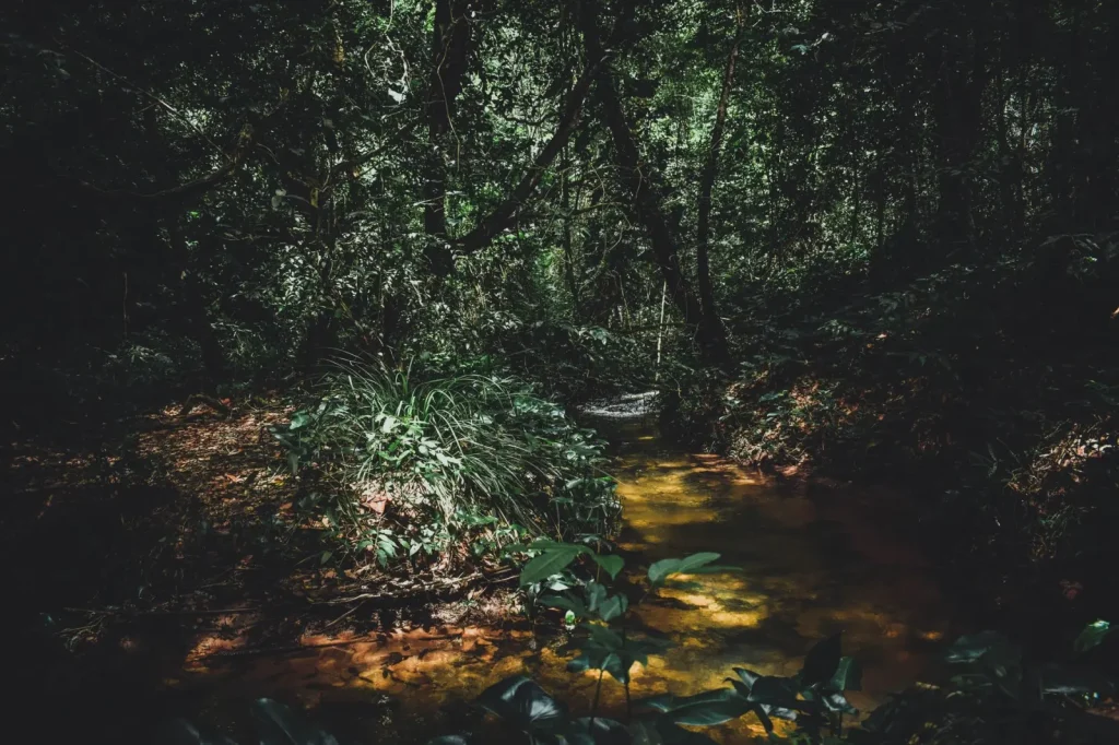 Walking Twin Falls Circuit Through Springbrook Rainforest