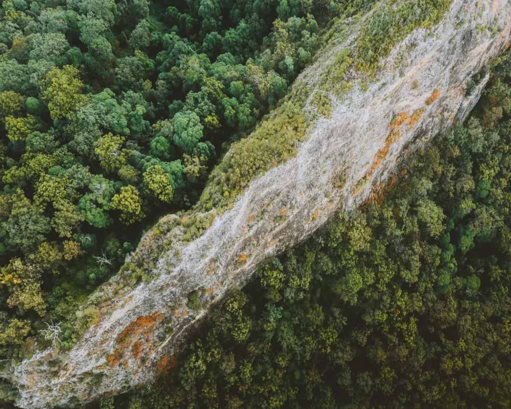 Ancient Rainforests of Gondwana Still Growing in Australia