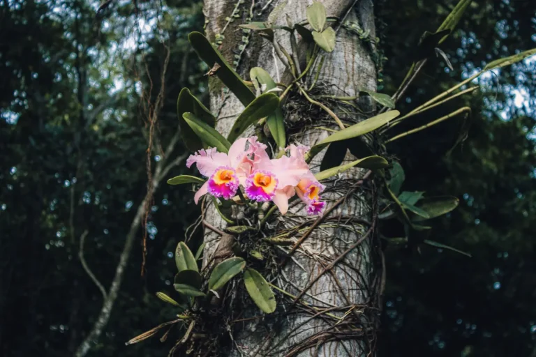 Why Epiphytes Dominate Wet Forest Canopies