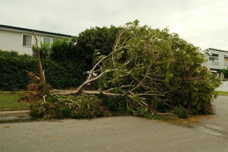 How Rainforest Trees Survive Cyclones How Rainforest Trees Survive Cyclones
