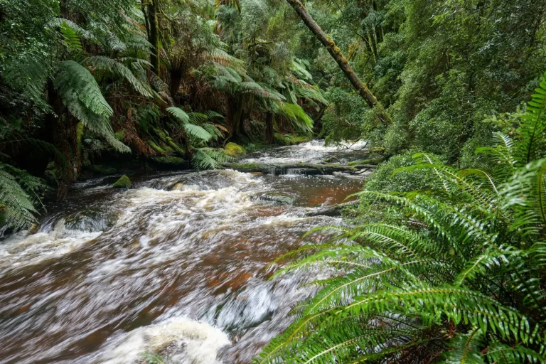 Living Fossils: Ancient Plant Families in Australian Forests