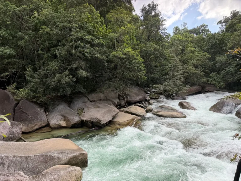 What Daintree Rainforest Day Tours from Cairns Actually Involve