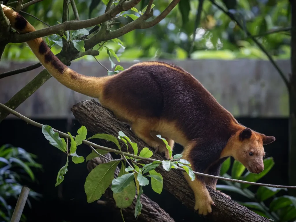How Tree Kangaroos Became Climbers