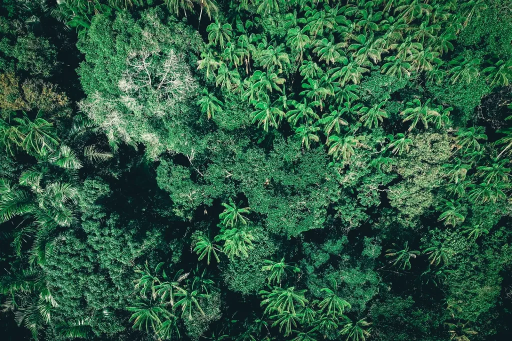 What Actually Lives in Daintree Rainforest Trails