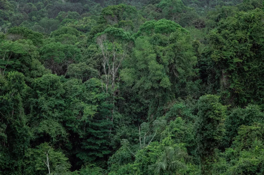 Daintree Rainforest Habitats: Mossman to Cape Tribulation