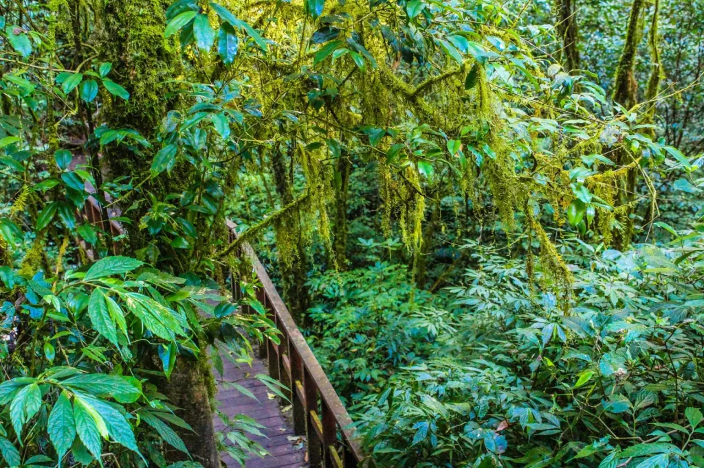 Walking the Rainforest at Cape Tribulation